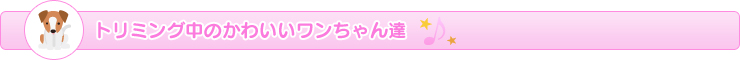 トリミング中のかわいいワンちゃん達