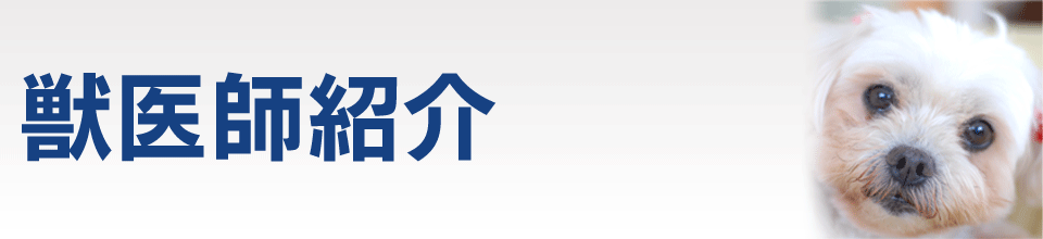 獣医師紹介