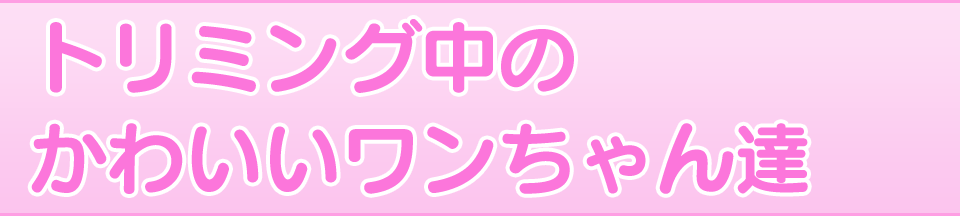 トリミング中のかわいいワンちゃん達